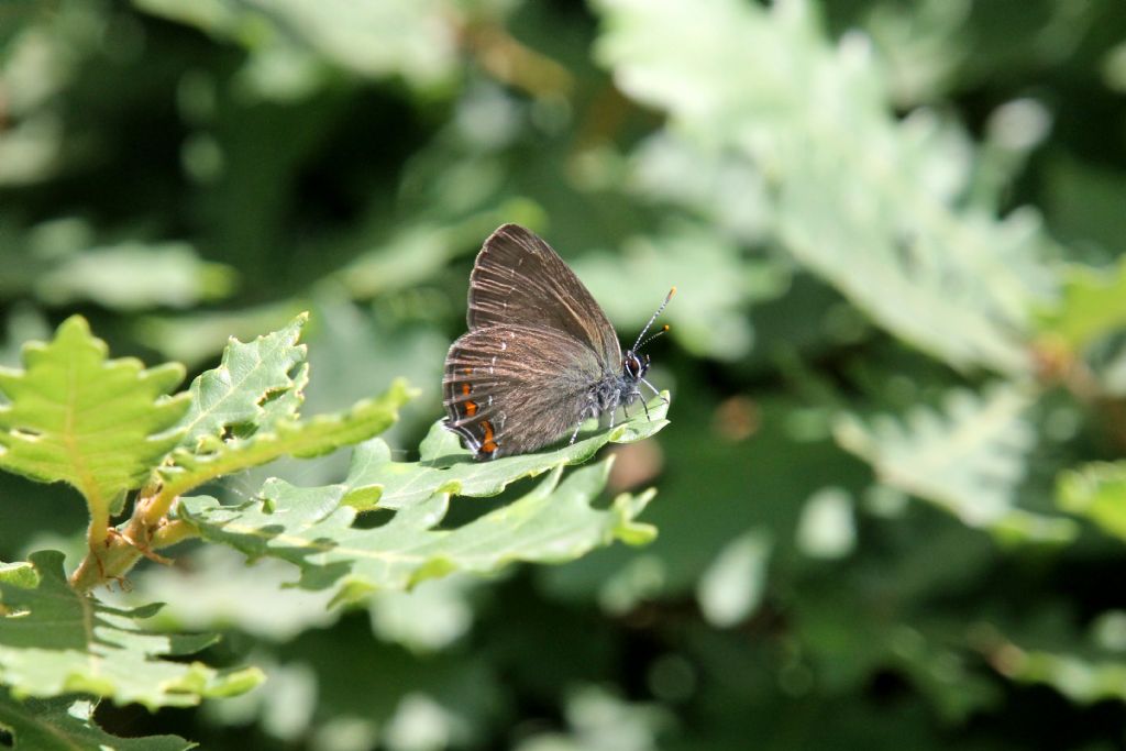 Satyrium acaciae?